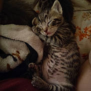 Artemis joined the competition — help win amazing prizes! kitten, sleeping, tabby, cat, feline, cute, cozy, blanket, fur, pet, animal, resting, indoor, young, adorable, whiskers, paws, comfort, nap, domestic