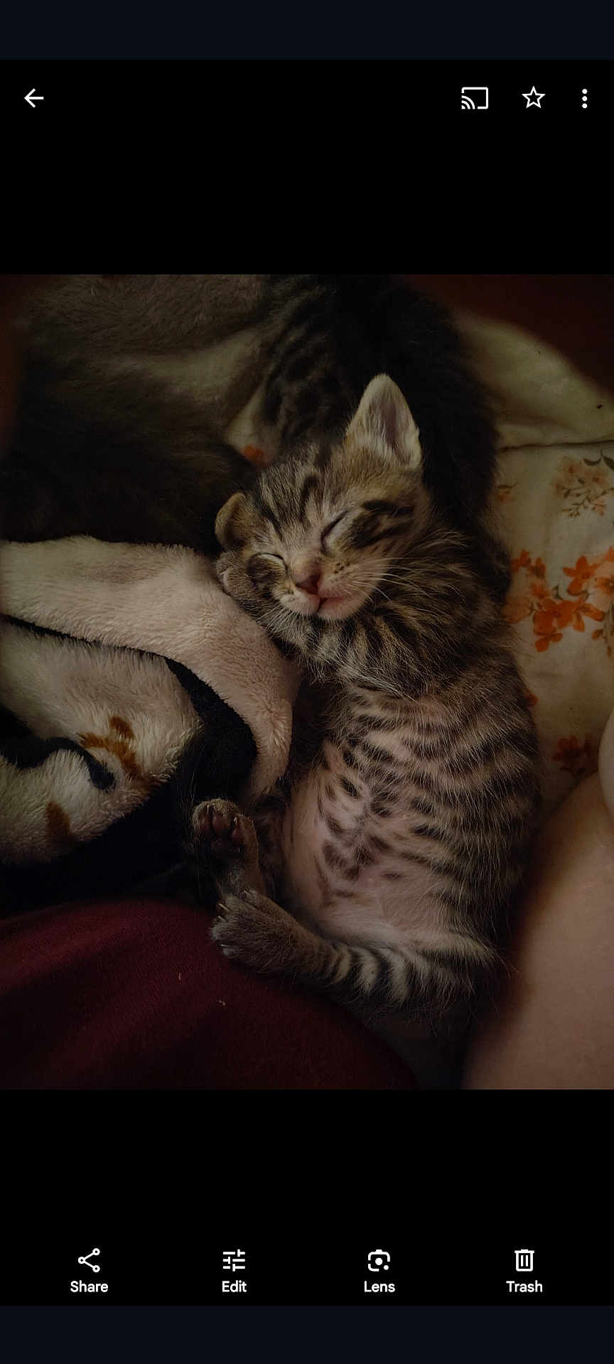 Artemis joined the competition — help win amazing prizes! kitten, sleeping, tabby, cat, feline, cute, cozy, blanket, fur, pet, animal, resting, indoor, young, adorable, whiskers, paws, comfort, nap, domestic