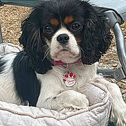 Tchoupie a rejoint le concours — aidez-le/la à gagner de superbes lots ! dog, cavalier_king_charles_spaniel, pet_bed, outdoor, animal, fur, collar, tag, face, ears, paw, quilted, relaxing, leisure, closeup, black, white, brown, canine, portrait