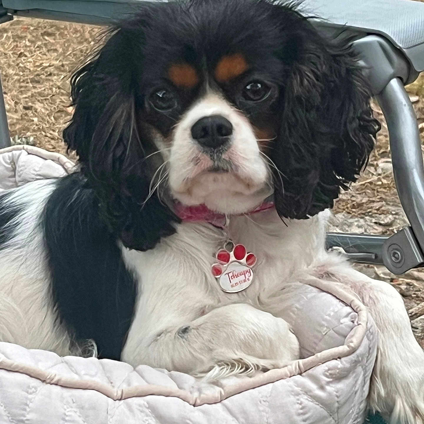 Tchoupie a rejoint le concours — aidez-le/la à gagner de superbes lots ! animal, black, brown, canine, cavalier_king_charles_spaniel, closeup, collar, dog, ears, face, fur, leisure, outdoor, paw, pet_bed, portrait, quilted, relaxing, tag, white