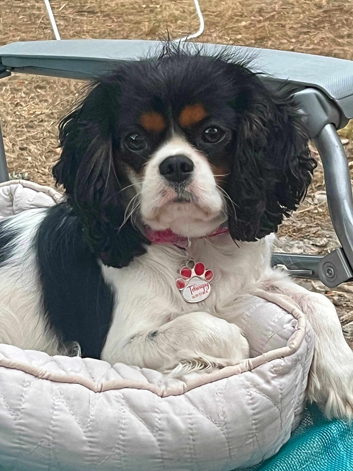Tchoupie a rejoint le concours — aidez-le/la à gagner de superbes lots ! dog, cavalier_king_charles_spaniel, pet_bed, outdoor, animal, fur, collar, tag, face, ears, paw, quilted, relaxing, leisure, closeup, black, white, brown, canine, portrait