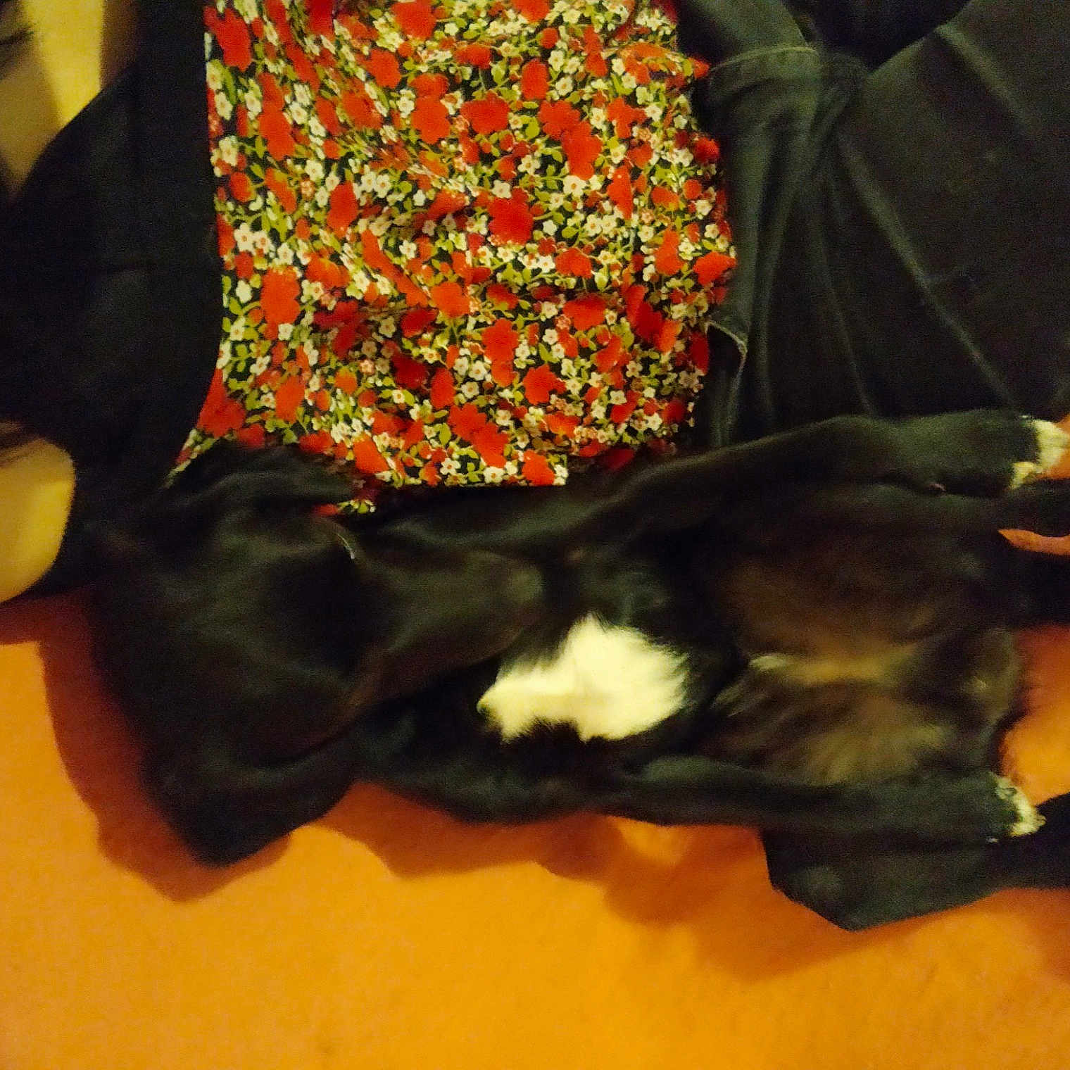 Peluche