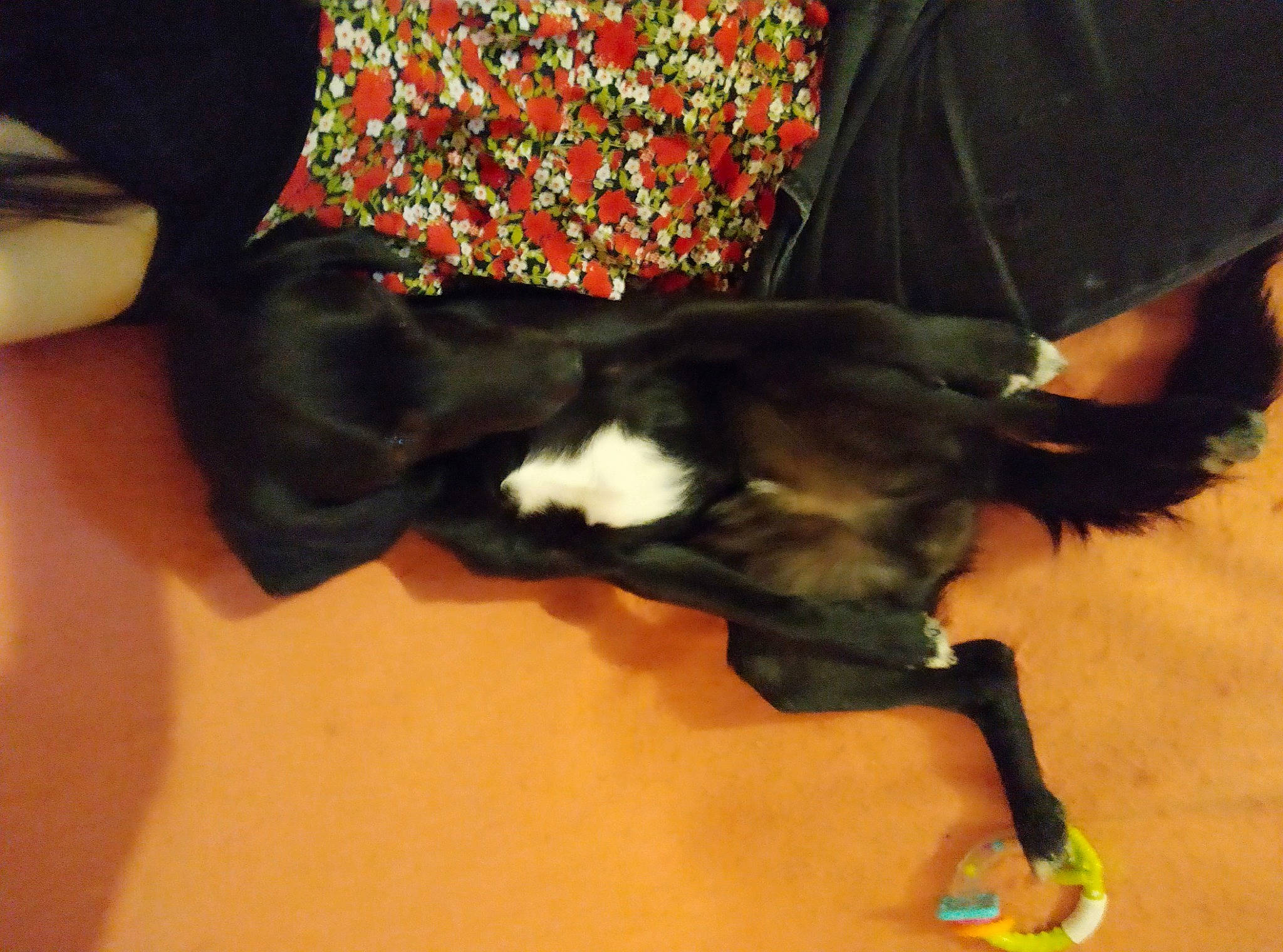 Peluche a rejoint le concours — aidez-le/la à gagner de superbes lots ! canidae, carnivore, companion_dog, dog, dog_breed, non_sporting_group, sporting_group, tail