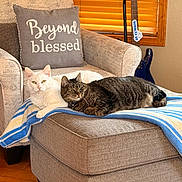 Sammy joined the competition — help win amazing prizes! animal, armchair, blanket, cat, cozy, domestic, furniture, guitar, indoor, ottoman, pet, pillow, relaxing, resting, striped_blanket, tabby_cat, text, white_cat, window_blinds, wood_floor