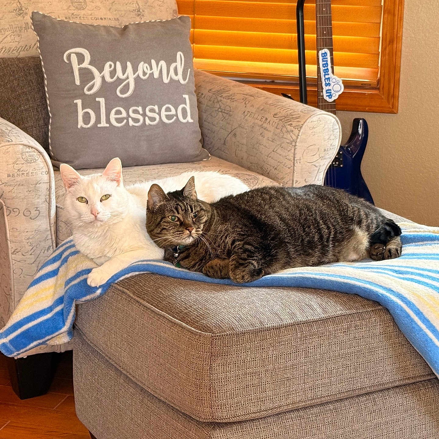 Sammy joined the competition — help win amazing prizes! animal, armchair, blanket, cat, cozy, domestic, furniture, guitar, indoor, ottoman, pet, pillow, relaxing, resting, striped_blanket, tabby_cat, text, white_cat, window_blinds, wood_floor