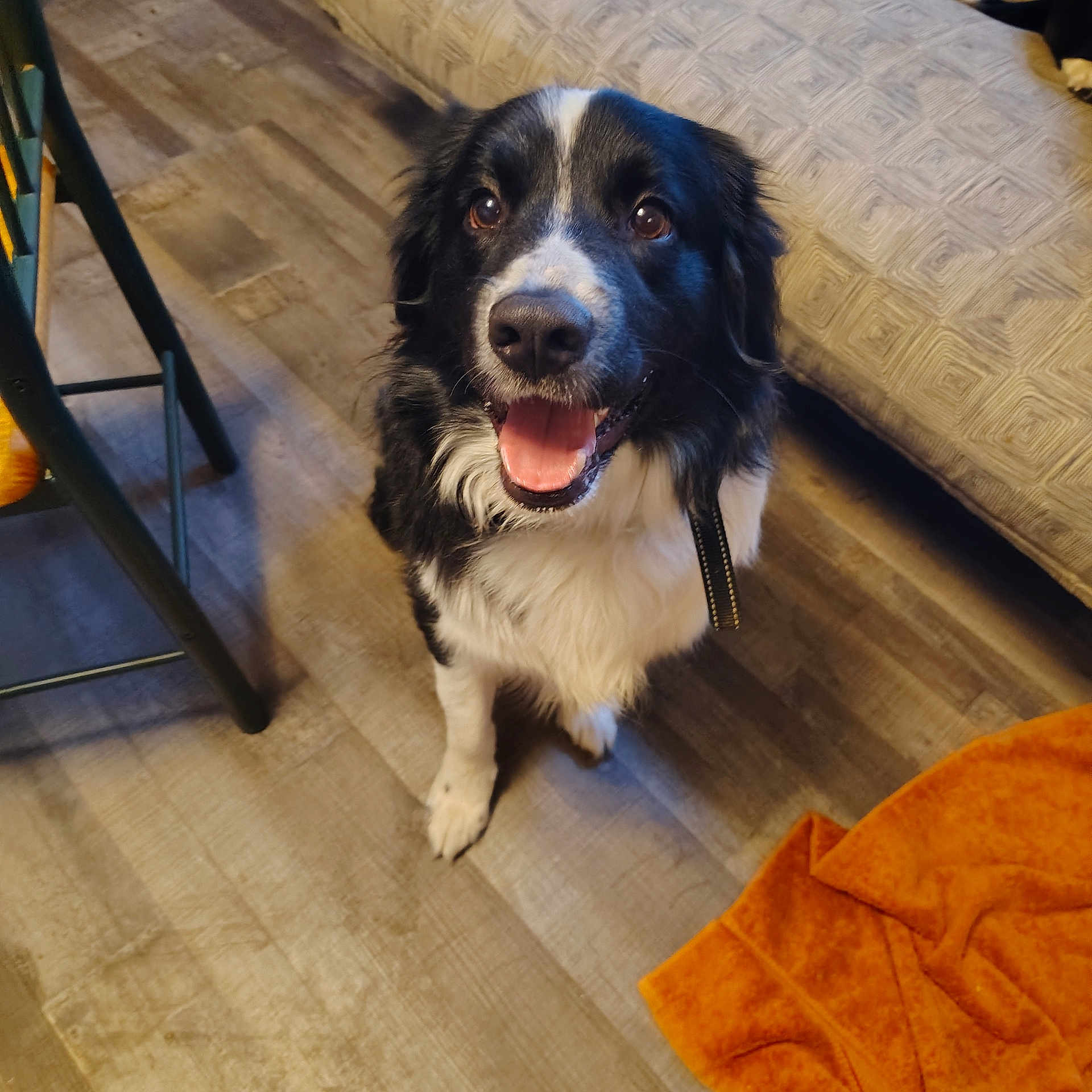 Cash is registered to the contest to win money with this photo: accessories, animal, architecture, building, canine, chair, cockerspaniel, collie, couch, dog, furniture, hardwood, homedecor, hound, linen, pet, plywood, puppy, strap, wood