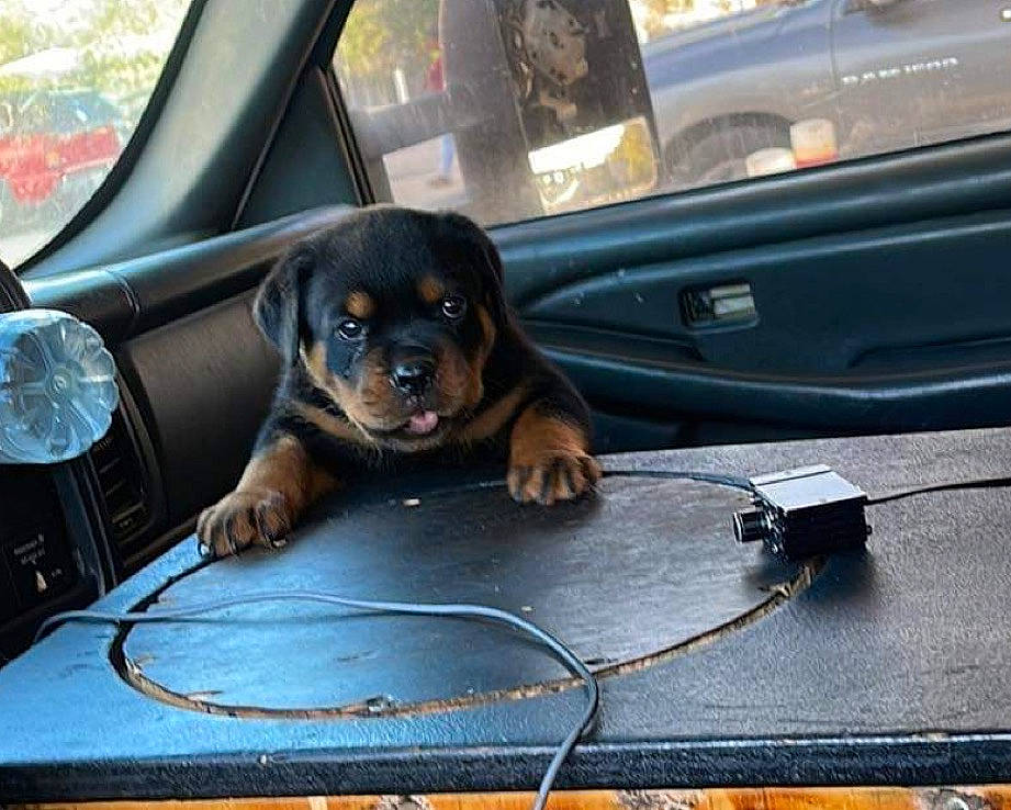 Koffie is registered to the contest to win money with this photo: automotive_design, automotive_exterior, automotive_lighting, automotive_mirror, automotive_tire, bumper, car, carnivore, companion_dog, dog, dog_breed, door, hood, motor_vehicle, personal_luxury_car, rim, steering_wheel, vehicle, vehicle_door, windscreen_wiper