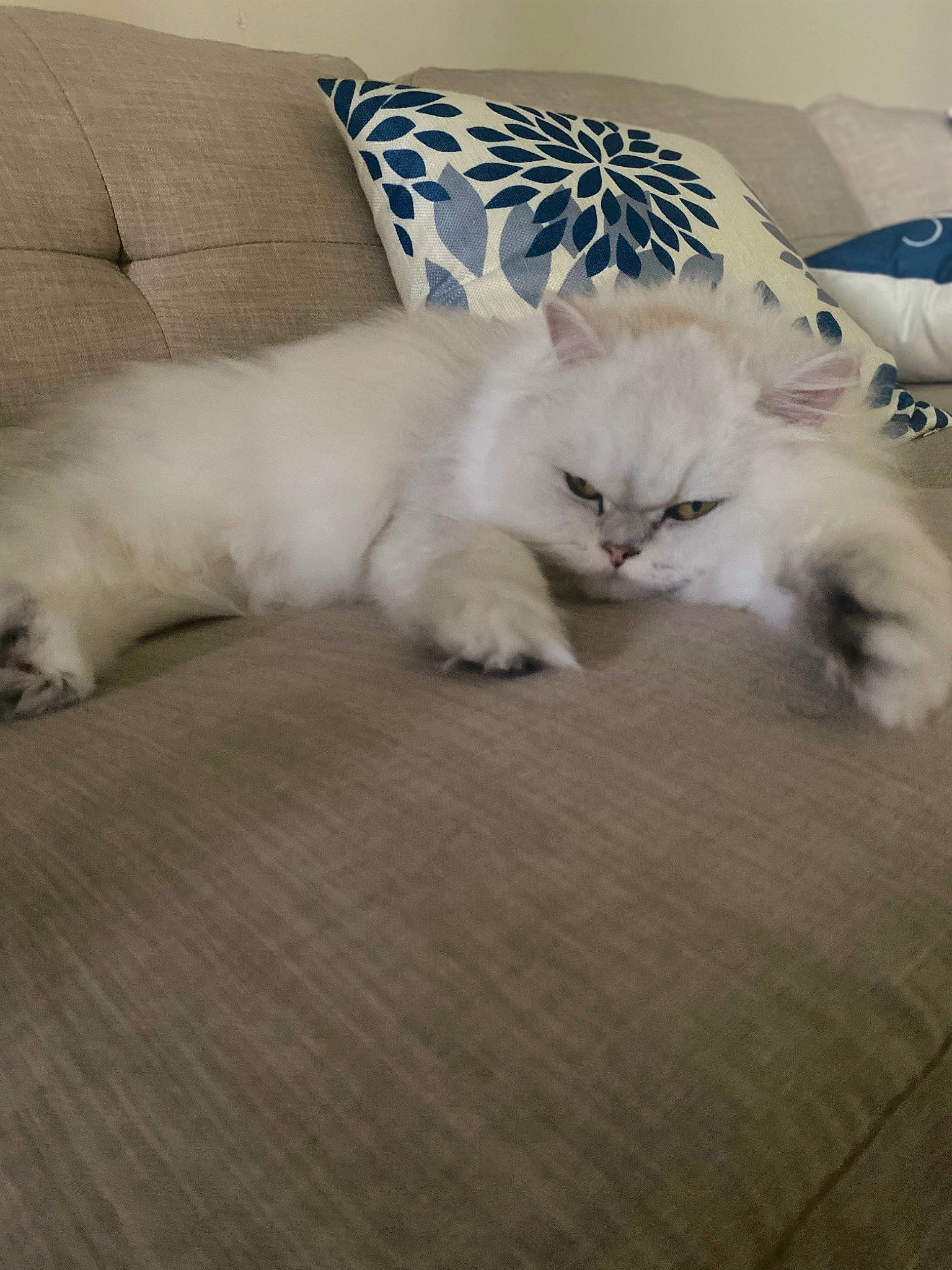 Buttercup joined the competition — help win amazing prizes! bed, bedding, carnivore, cat, comfort, companion_dog, couch, felidae, flooring, fur, grey, hardwood, linens, paw, pillow, small_to_medium_sized_cats, tail, throw_pillow, whiskers, wood