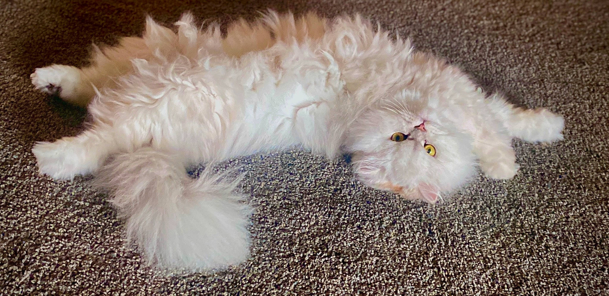 Buttercup is registered to the contest to win money with this photo: canidae, carnivore, cat, claw, companion_dog, dog_breed, fashion_accessory, fawn, feather, felidae, fur, paw, small_to_medium_sized_cats, snout, tail, terrestrial_animal, whiskers