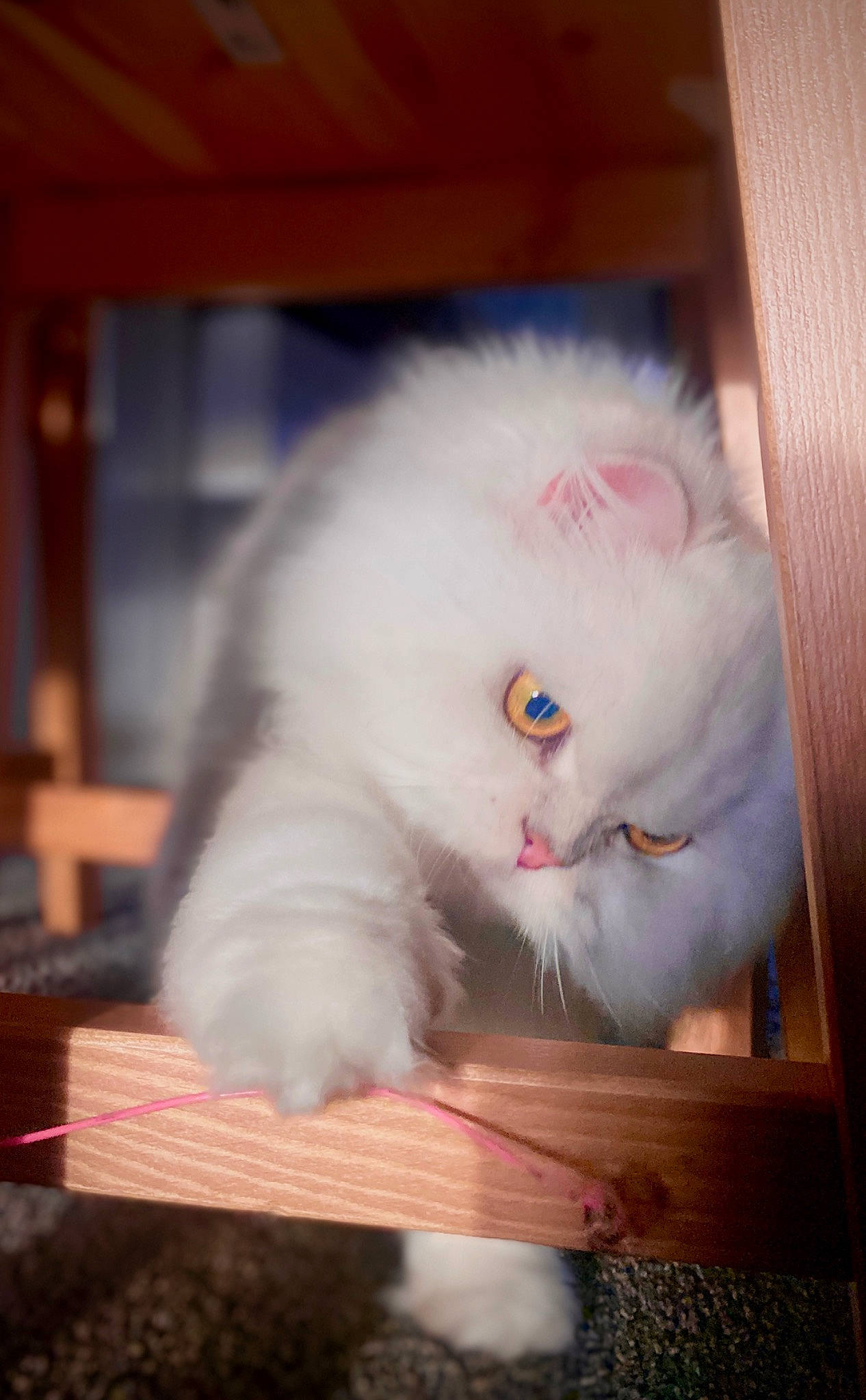 Buttercup joined the competition — help win amazing prizes! british_longhair, canidae, carnivore, cat, companion_dog, felidae, fur, hardwood, persian, small_to_medium_sized_cats, snout, tail, whiskers, wood