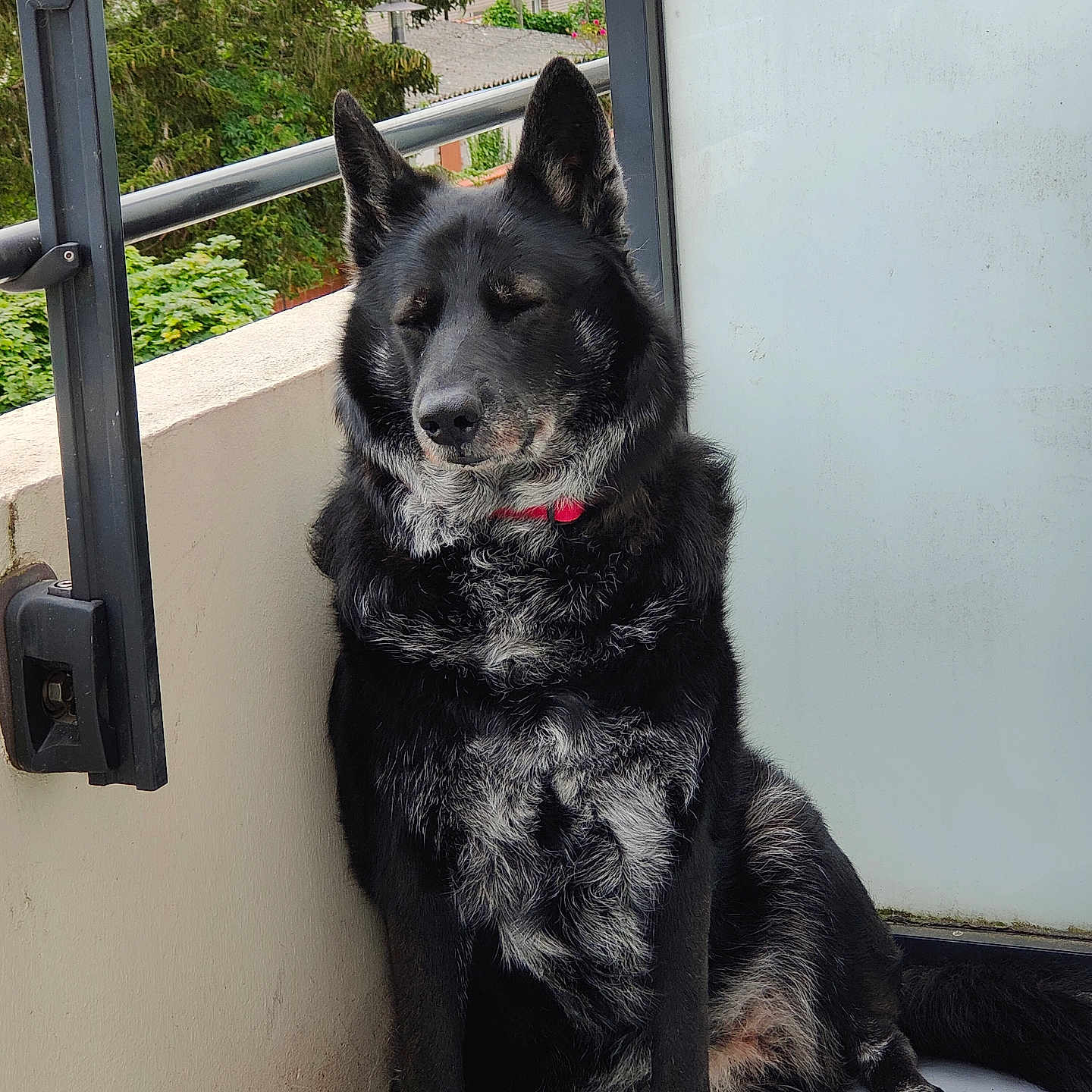 Maya