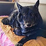Maya participe au concours pour gagner de l'argent avec cette photo : dog, black_dog, resting, blanket, bedspread, indoor, pet, canine, fur, relaxed, animal, sofa, home, laying_down, looking_at_camera, ears, paw, quiet, companion, cozy