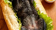 Maya participe au concours pour gagner de l'argent avec cette photo : dog, hot_dog_bun, lettuce, ketchup, mustard, wooden_table, pet, animal, food_mashup, cute, funny, black_dog, lying_down, comedy, snack, condiments, playful, relaxed, domestic_animal, creative