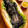 dog, hot_dog_bun, lettuce, ketchup, mustard, wooden_table, pet, animal, food_mashup, cute, funny, black_dog, lying_down, comedy, snack, condiments, playful, relaxed, domestic_animal, creative