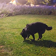 Maya a rejoint le concours — aidez-le/la à gagner de superbes lots ! dog, black_dog, grass, park, leash, evening, twilight, street_lamp, trees, bushes, building, outdoor, animal, pet, canine, nature, shadow, quiet, evening_light, walking