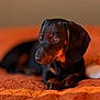 dog, puppy, dachshund, black_and_tan, pet, animal, cute, lying_down, orange_blanket, soft_texture, indoors, portrait, fur, eyes, ears, paws, relaxed, cozy, warm_lighting, close_up