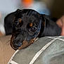 Ameko a rejoint le concours — aidez-le/la à gagner de superbes lots ! puppy, dog, close_up, resting, cushion, soft_light, blurred_background, black_dog, brown_markings, indoors, cozy, sleepy, pet, animal, young_dog, cute, face, portrait, relaxing, companion