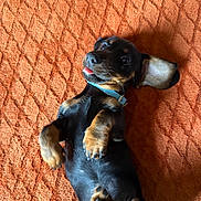 Ameko a rejoint le concours — aidez-le/la à gagner de superbes lots ! puppy, dog, black_and_tan, lying_down, playful, tongue_out, ear_flopped, orange_blanket, texture, paw, pet, cute, young_dog, indoor, hand, touching, fur, animal, small_dog, collar