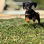 Ameko a rejoint le concours — aidez-le/la à gagner de superbes lots ! puppy, dog, dachshund, grass, outdoor, animal, pet, running, leaping, young, black, brown, cute, playful, nature, sunlight, blurred_background, small_dog, energetic, closeup