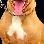 Saddie is registered to the contest to win money with this photo: dog, canine, pet, animal, tan_coat, white_chest, chain_collar, sitting, tongue_out, happy, smiling, muscular, close_up, portrait, domestic_animal, friendly, outdoor, leash, companion, guard_dog