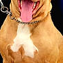 dog, canine, pet, animal, tan_coat, white_chest, chain_collar, sitting, tongue_out, happy, smiling, muscular, close_up, portrait, domestic_animal, friendly, outdoor, leash, companion, guard_dog