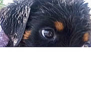 Jazmine is registered to the contest to win money with this photo: accessories, airedale, animal, ball, canine, cockerspaniel, collar, dog, hound, newfoundland, papillon, pet, poodle, puppy, snout, sport, tennis, tennisball, terrier, whitedog