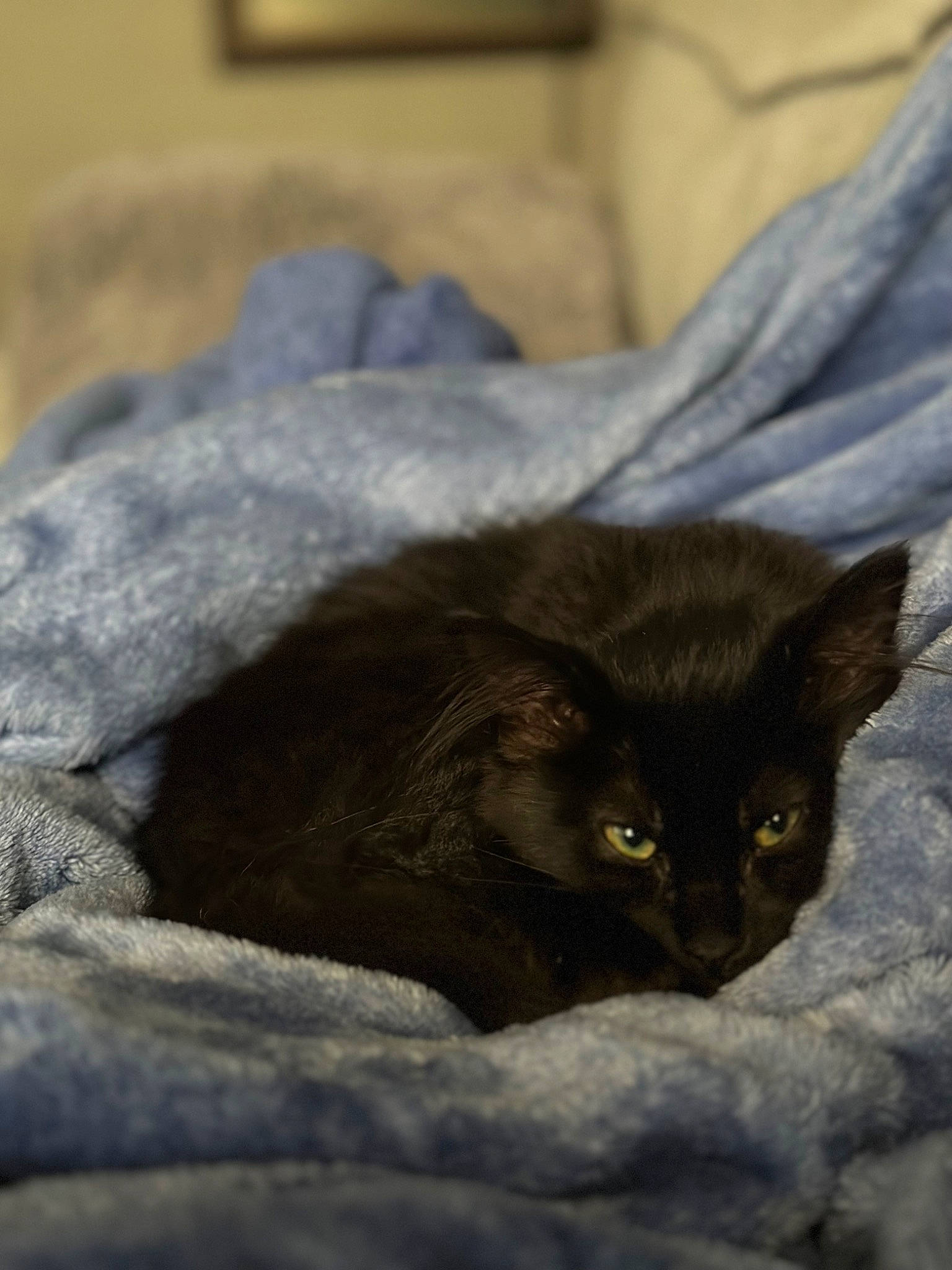 Jasmine is registered to the contest to win money with this photo: black_cat, carnivore, cat, comfort, domestic_short_haired_cat, felidae, fur, grey, small_to_medium_sized_cats, snout, terrestrial_animal, whiskers