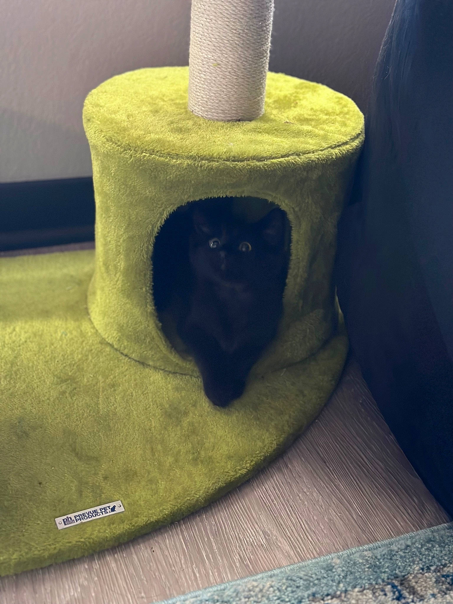 Jasmine is registered to the contest to win money with this photo: cat_supply, electric_blue, fashion_accessory, felidae, fiber, flooring, font, fur, gas, hat, household_supply, light, linens, pet_supply, rectangle, thread, tints_and_shades, wood, wool, woolen