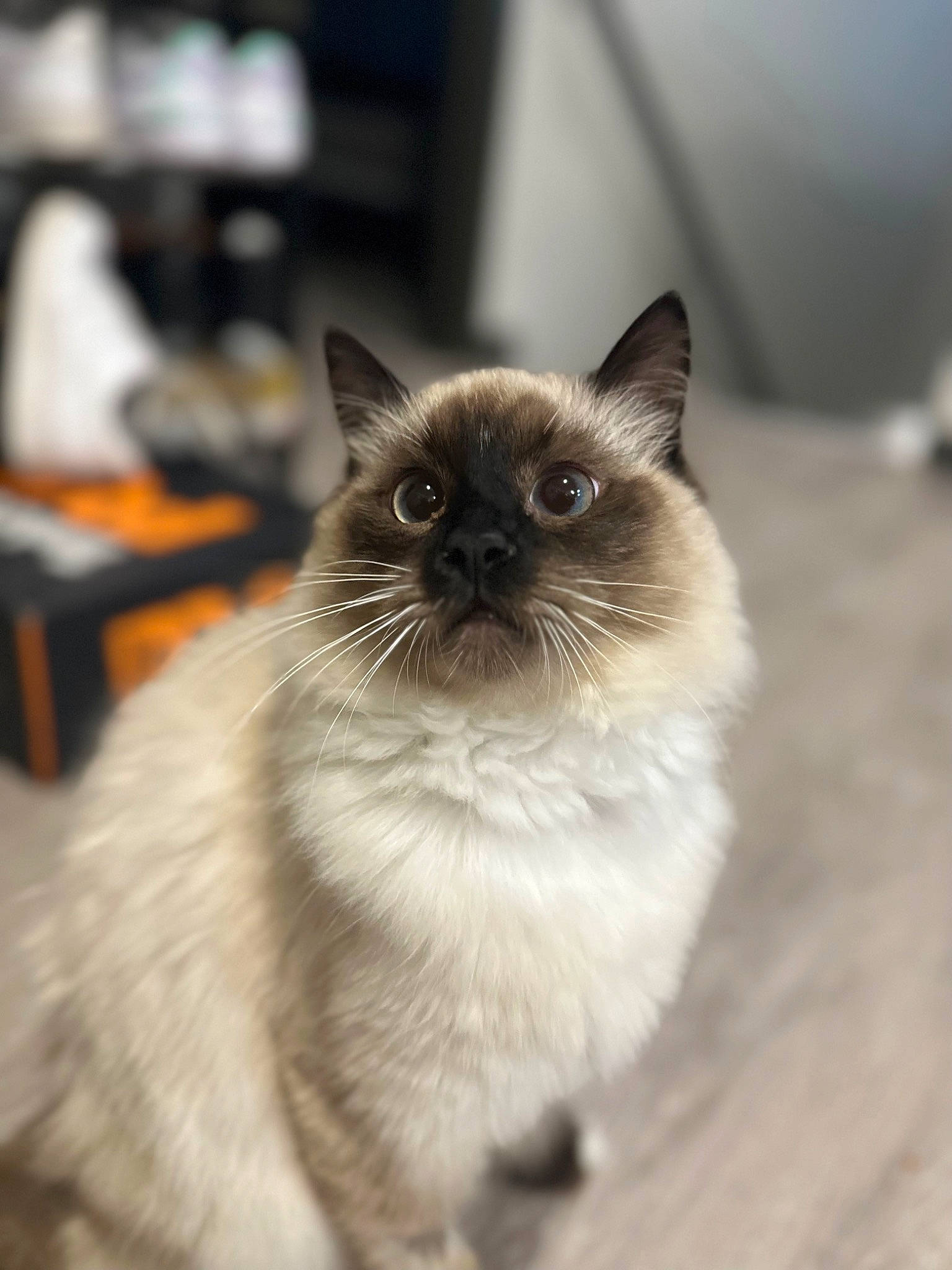 Kimchi joined the competition — help win amazing prizes! balinese, birman, carnivore, cat, fawn, felidae, flooring, fur, siamese, small_to_medium_sized_cats, snout, thai, whiskers, wildlife
