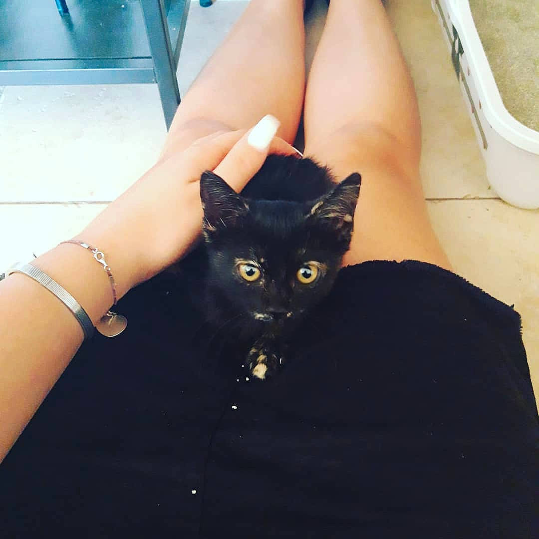 Mystik a rejoint le concours — aidez-le/la à gagner de superbes lots ! arm, black_cat, carnivore, cat, comfort, dress, elbow, fawn, felidae, finger, gesture, hand, joint, leg, nail, neck, sleeve, small_to_medium_sized_cats, thigh, whiskers