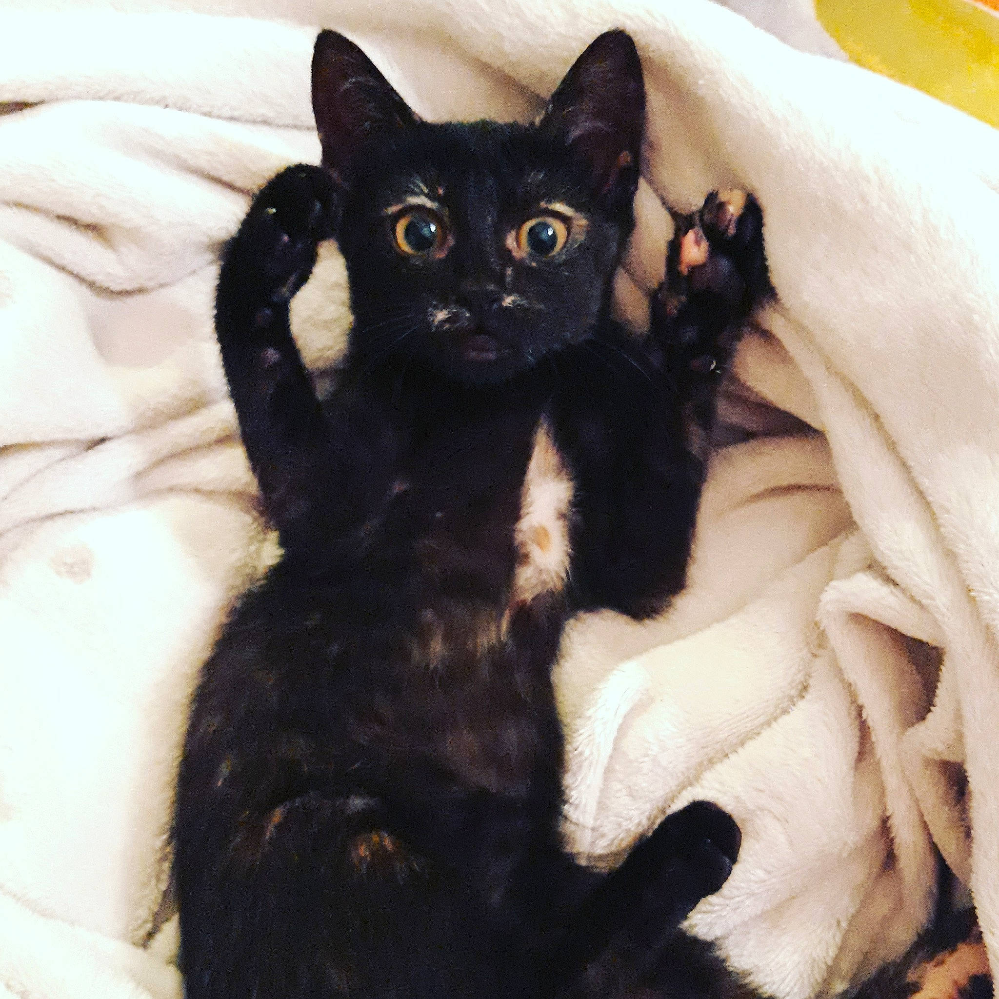 Mystik participe au concours pour gagner de l'argent avec cette photo : black_cat, bombay, carnivore, cat, cat_bed, cat_supply, claw, comfort, domestic_short_haired_cat, eye, felidae, fur, head, mammal, paw, sitting, small_to_medium_sized_cats, snout, tail, whiskers