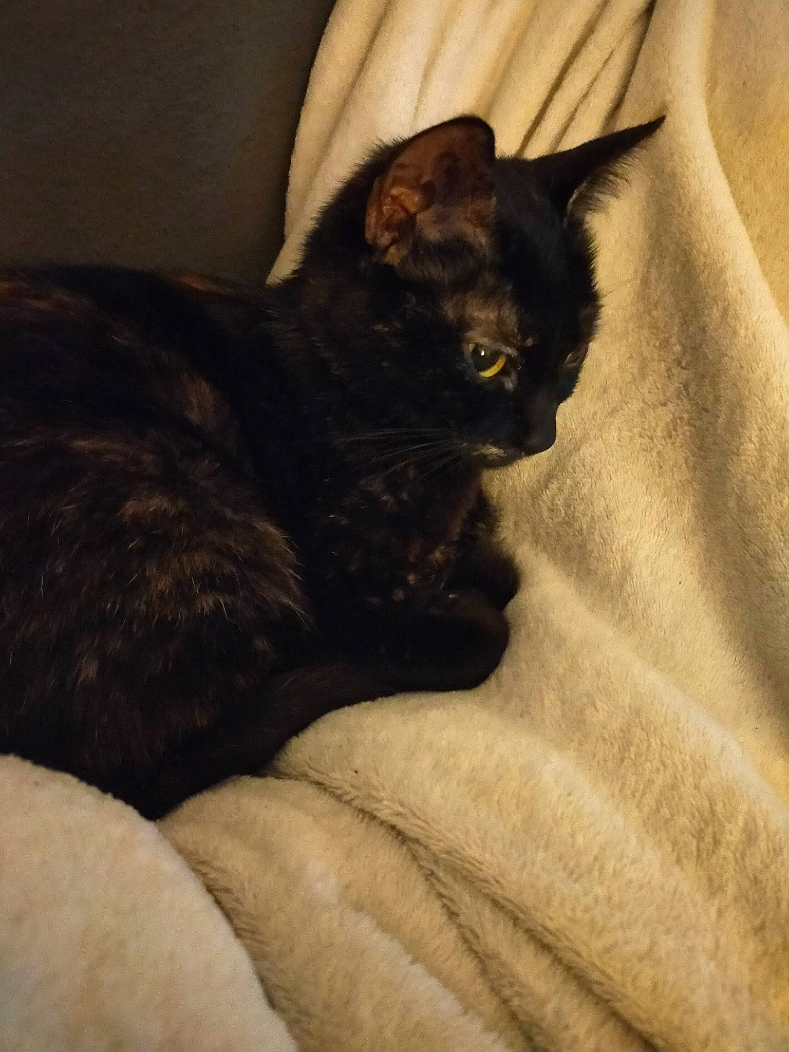 Mystik a rejoint le concours — aidez-le/la à gagner de superbes lots ! bed, black_cat, bombay, brown, carnivore, cat, claw, comfort, domestic_short_haired_cat, ear, eye, felidae, fur, grey, linens, small_to_medium_sized_cats, snout, tail, terrestrial_animal, whiskers