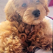 Millie is registered to the contest to win money with this photo: adorable, animal, blanket, close_up, companion, curly_fur, cute, dog, domestic_animal, fluffy, fur, indoors, lying_down, mammal, pet, puppy, relaxed, resting, soft_texture, young_dog