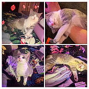 Georgie joined the competition — help win amazing prizes! cat, kitten, collage, sleeping, stretching, blanket, couch, paw, whiskers, pink_nose, fur, indoor, playful, relaxed, wide_eyes, cute, closeup, portrait, pet, sparkle_filter