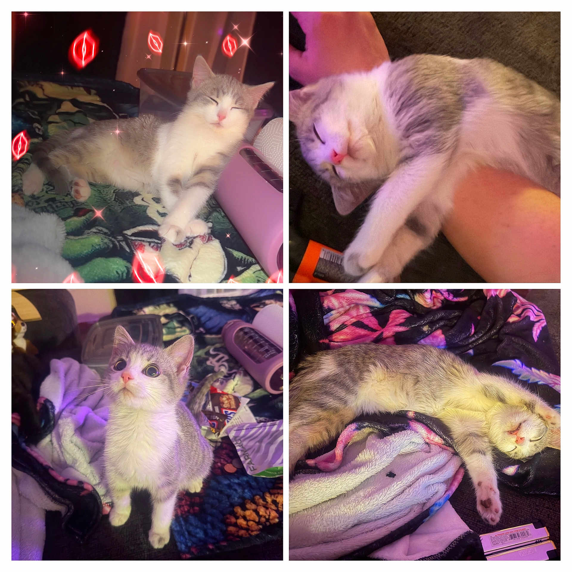 Georgie joined the competition — help win amazing prizes! cat, kitten, collage, sleeping, stretching, blanket, couch, paw, whiskers, pink_nose, fur, indoor, playful, relaxed, wide_eyes, cute, closeup, portrait, pet, sparkle_filter