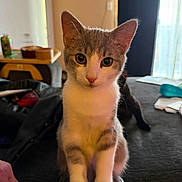 Georgie is registered to the contest to win money with this photo: beverage_can, cat, couch, curious, domestic_cat, ears, eyes, fur, furniture, indoor, kitten, living_room, paws, pet, portrait, shadow_cat, sitting, tray, whiskers, window