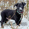 dog, puppy, black_dog, snow, winter, outdoor, collar, nature, branches, leafless_trees, pet, animal, canine, young_dog, playful, fur, cold, frozen, walking, curious