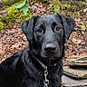 alert, animal, black_dog, canine, close_up, collar, dog, forest_floor, fur, labrador_retriever, leash, leaves, moss, nature, outdoor, pet, portrait, rocks, sitting, wet_fur