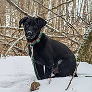 Murphy joined the competition — help win amazing prizes! dog, puppy, black_dog, snow, winter, forest, trees, collar, leash, outdoor, nature, cute, animal, pet, sitting, curious, cold, snowy, ground, canine
