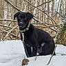dog, puppy, black_dog, snow, winter, forest, trees, collar, leash, outdoor, nature, cute, animal, pet, sitting, curious, cold, snowy, ground, canine