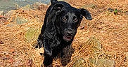 Murphy is registered to the contest to win money with this photo: animal, black_dog, canine, creek, dog, dry_grass, energetic, field, grass, happy, landscape, motion, nature, outdoor, playful, rocks, running, sunlight, water, wildlife