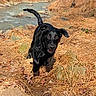Murphy is registered to the contest to win money with this photo: dog, black_dog, running, outdoor, grass, dry_grass, creek, water, rocks, nature, playful, animal, canine, energetic, sunlight, landscape, field, wildlife, happy, motion