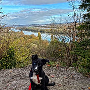 Flucky a rejoint le concours — aidez-le/la à gagner de superbes lots ! puppy, dog, black_and_white, blue_eyes, leash, outdoor, trail, dirt, trees, river, sky, clouds, autumn, nature, scenic, landscape, vegetation, forest, animal, pet