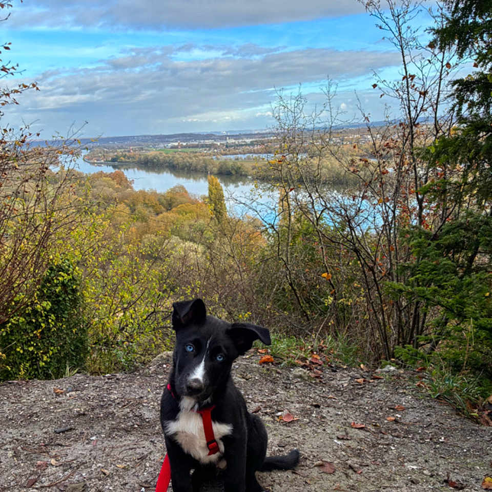 Flucky a rejoint le concours — aidez-le/la à gagner de superbes lots ! animal, autumn, black_and_white, blue_eyes, clouds, dirt, dog, forest, landscape, leash, nature, outdoor, pet, puppy, river, scenic, sky, trail, trees, vegetation