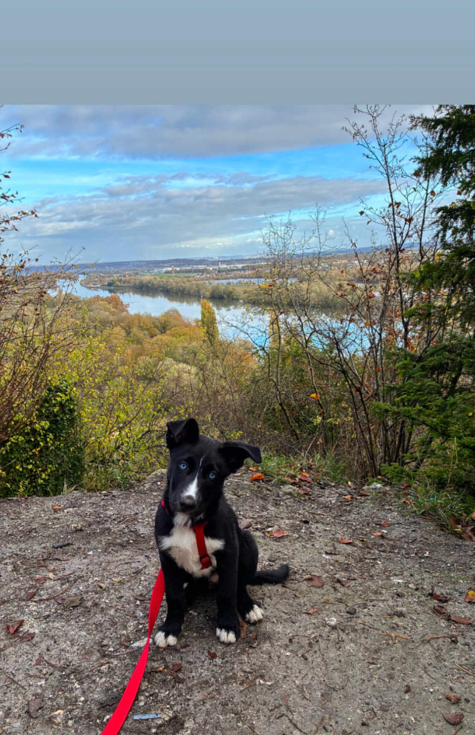 Flucky a rejoint le concours — aidez-le/la à gagner de superbes lots ! puppy, dog, black_and_white, blue_eyes, leash, outdoor, trail, dirt, trees, river, sky, clouds, autumn, nature, scenic, landscape, vegetation, forest, animal, pet