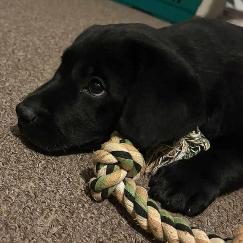 Murphy is registered to the contest to win money with this photo: animal, beagle, canine, cockerspaniel, dog, halter, hound, knot, labradorretriever, leash, pet, pointer, policedog, puppy, racket, rope, snout, sport, tennis, tennisracket