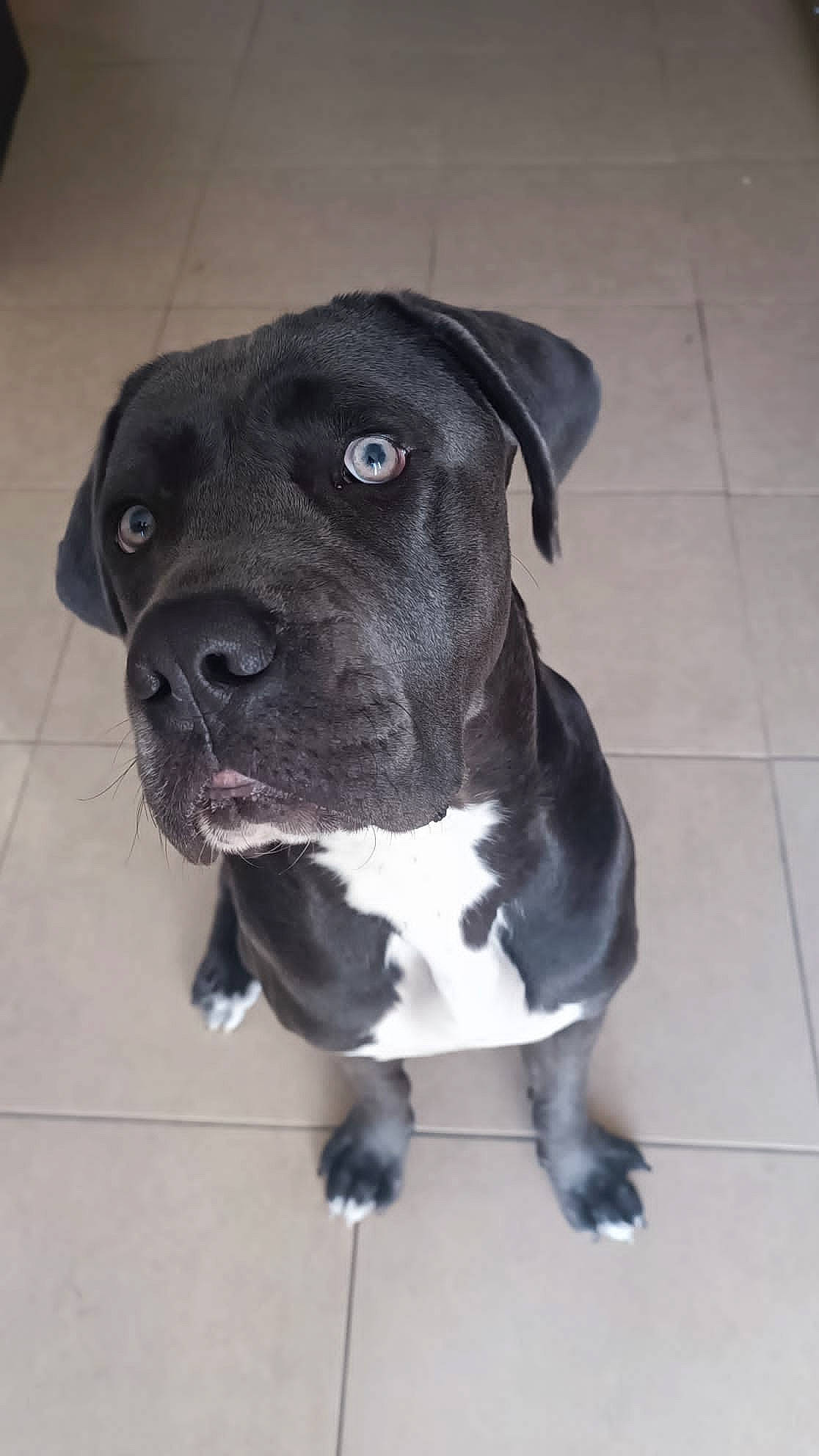 Hermès participe au concours pour gagner de l'argent avec cette photo : borador, carnivore, collar, companion_dog, dog, dog_breed, dog_collar, flooring, non_sporting_group, pet_supply, snout, sporting_group, tile_flooring, whiskers, working_animal