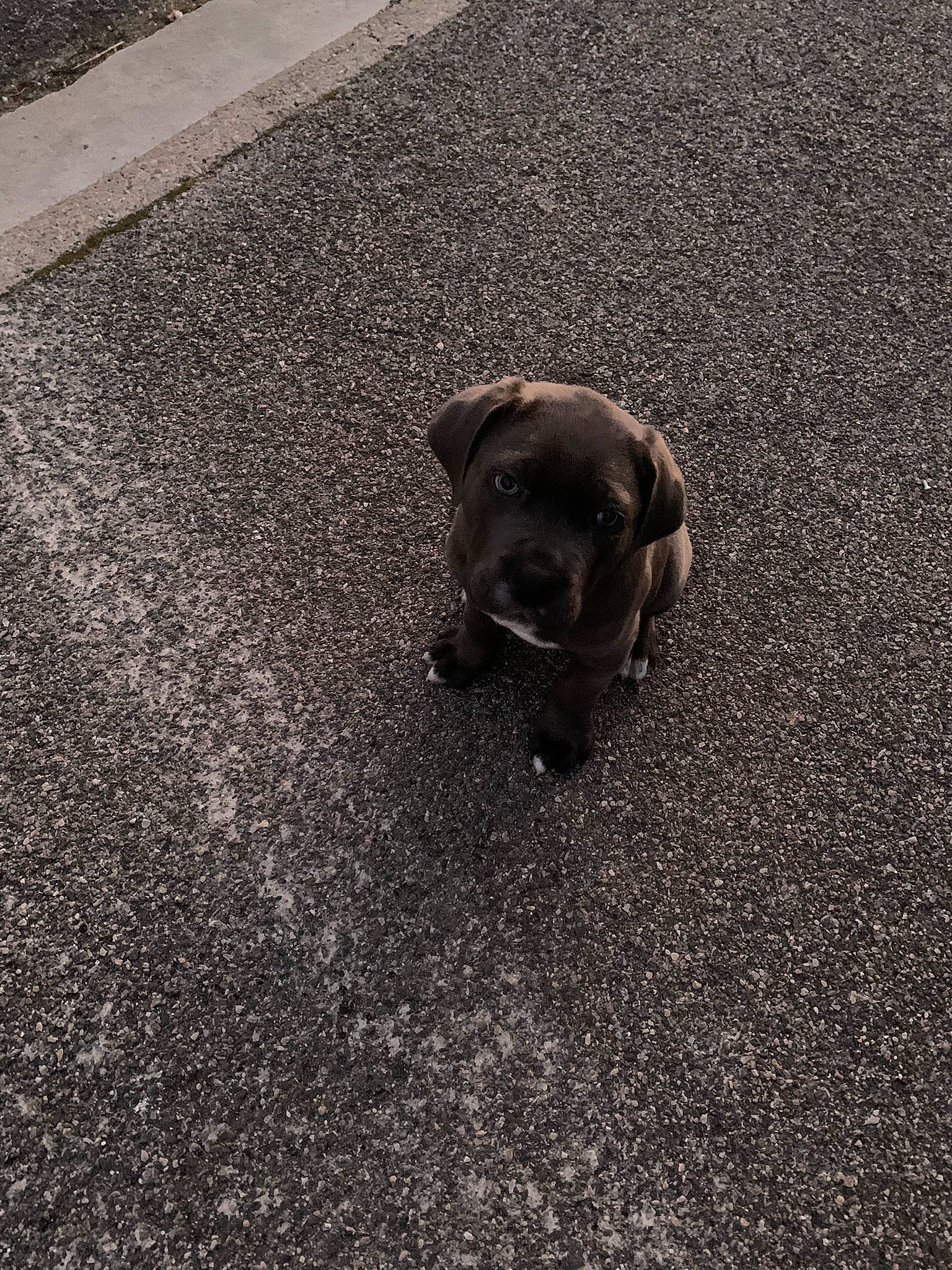 Hermès a rejoint le concours — aidez-le/la à gagner de superbes lots ! asphalt, carnivore, companion_dog, concrete, dog, dog_breed, fawn, flooring, grass, grey, paw, road, road_surface, sand, soil, sporting_group, tail, tar, terrestrial_animal, working_animal