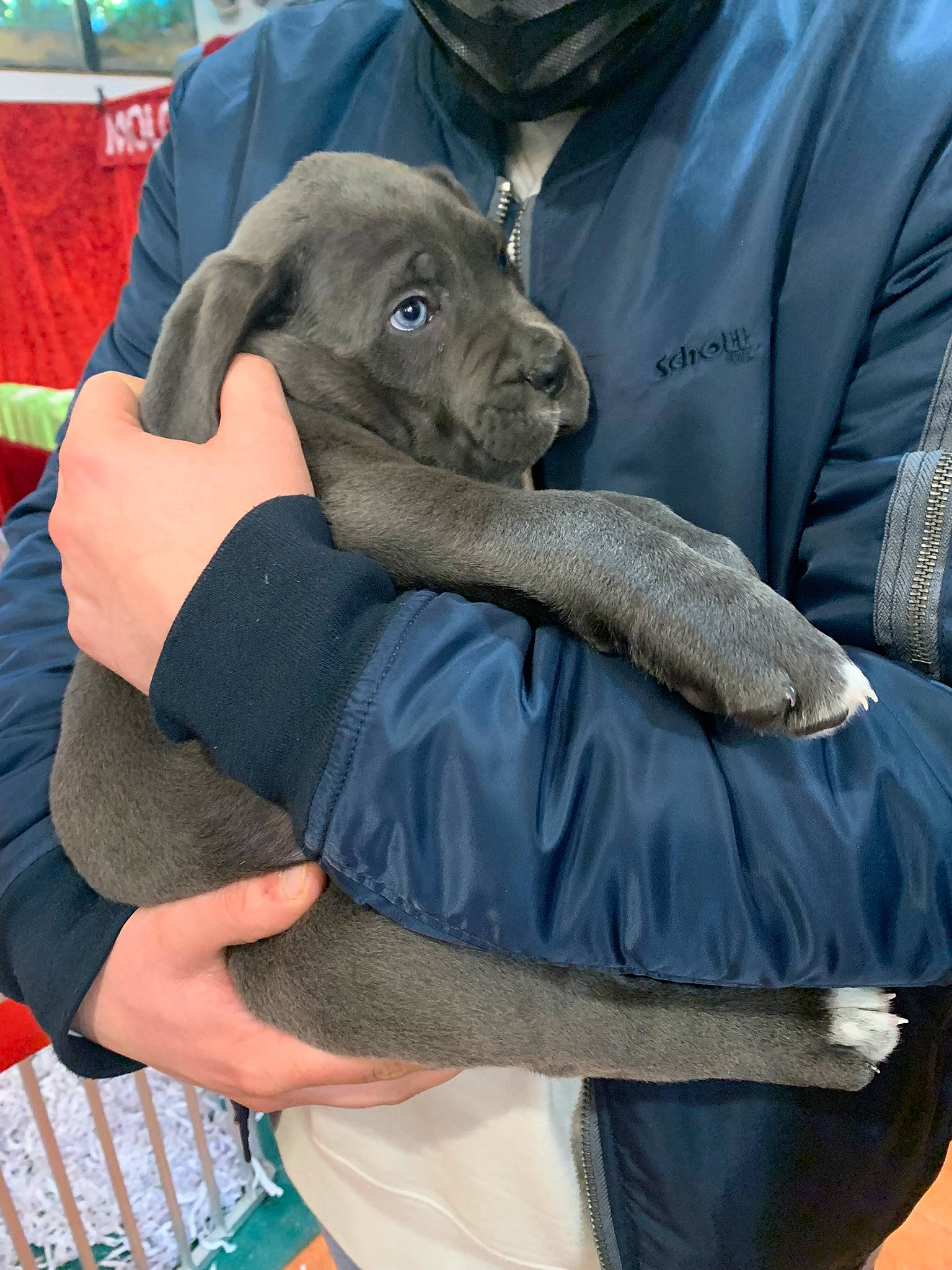 Hermès participe au concours pour gagner de l'argent avec cette photo : blue, canidae, carnivore, comfort, companion_dog, dog, dog_breed, electric_blue, fashion_accessory, fur, grey, pattern, puppy, sitting, sleeve, sporting_group