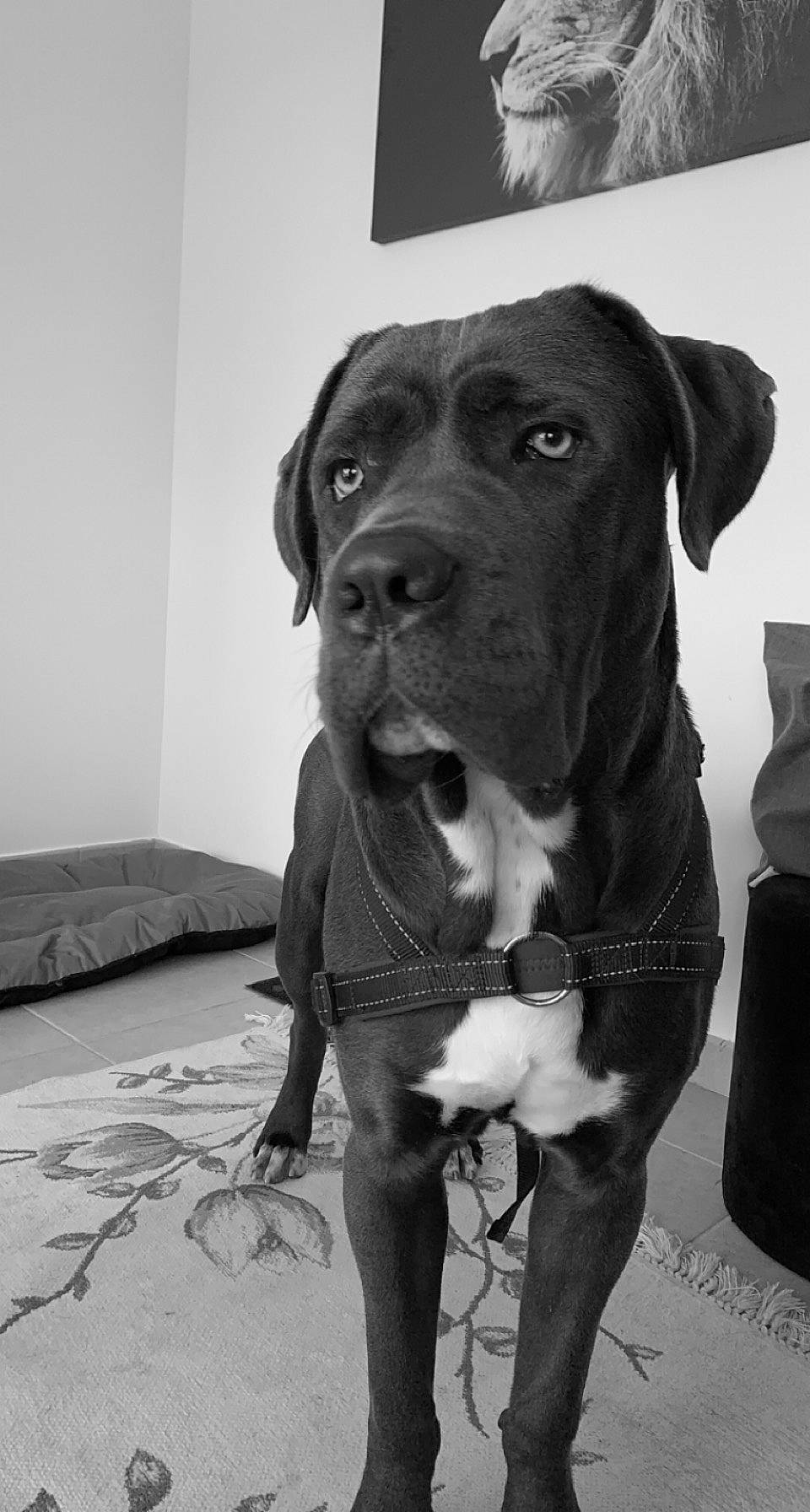 Hermès a rejoint le concours — aidez-le/la à gagner de superbes lots ! canidae, carnivore, collar, companion_dog, dog, dog_breed, dog_collar, fawn, flooring, fur, guard_dog, leash, liver, monochrome, monochrome_photography, pet_supply, sporting_group, whiskers, working_animal, working_dog